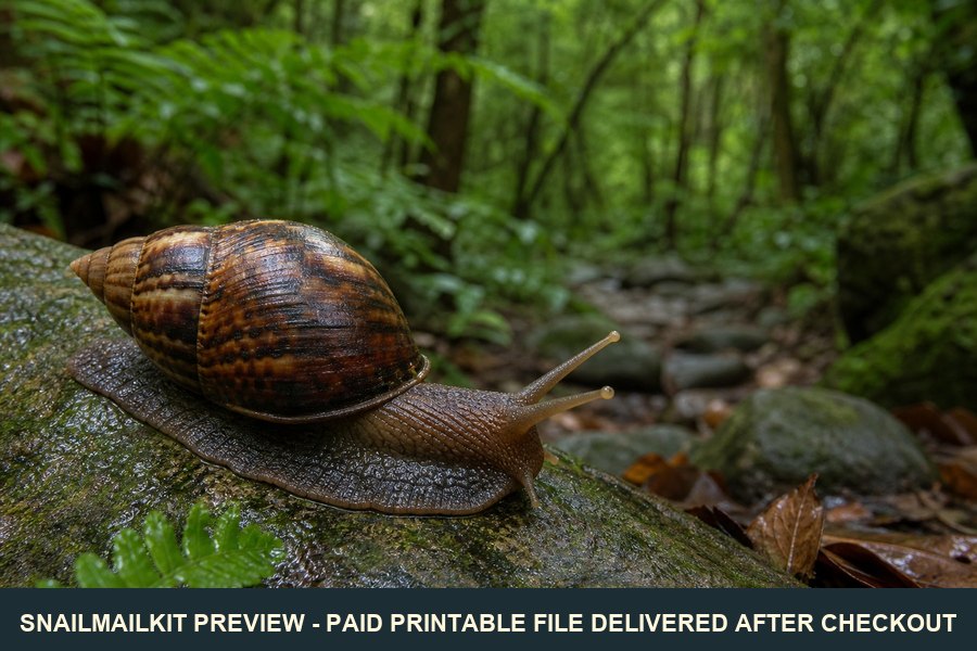 Giant snail postcard of a large Asian forest snail on a mossy stone trail