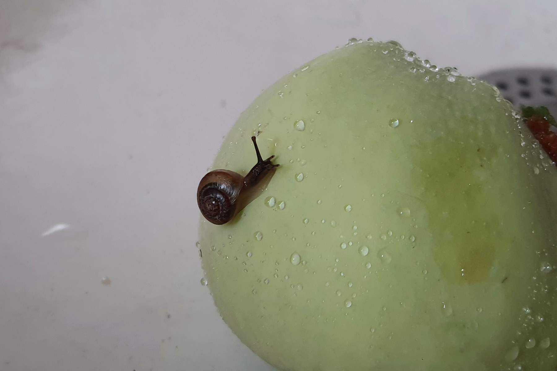 Real snail crawling across a green apple with water drops