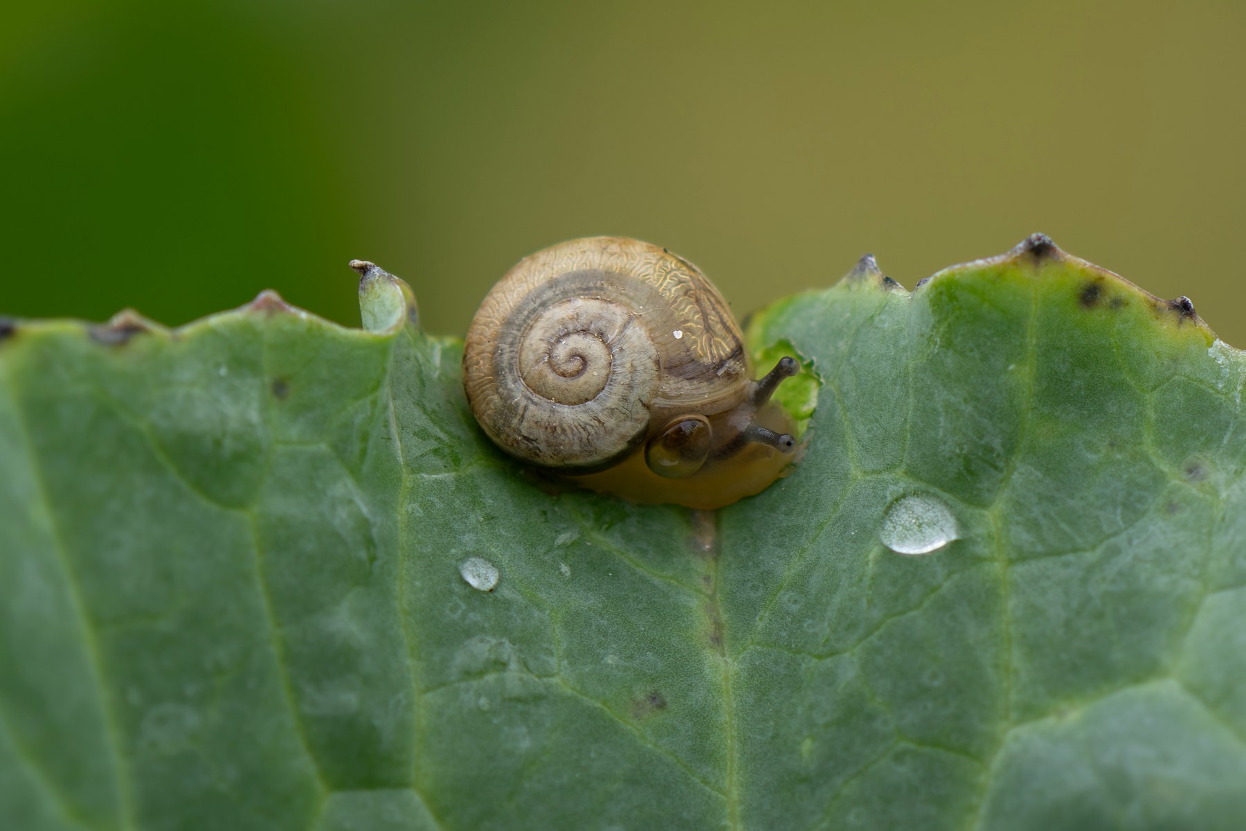 Real snail moving across a green kale leaf postcard preview