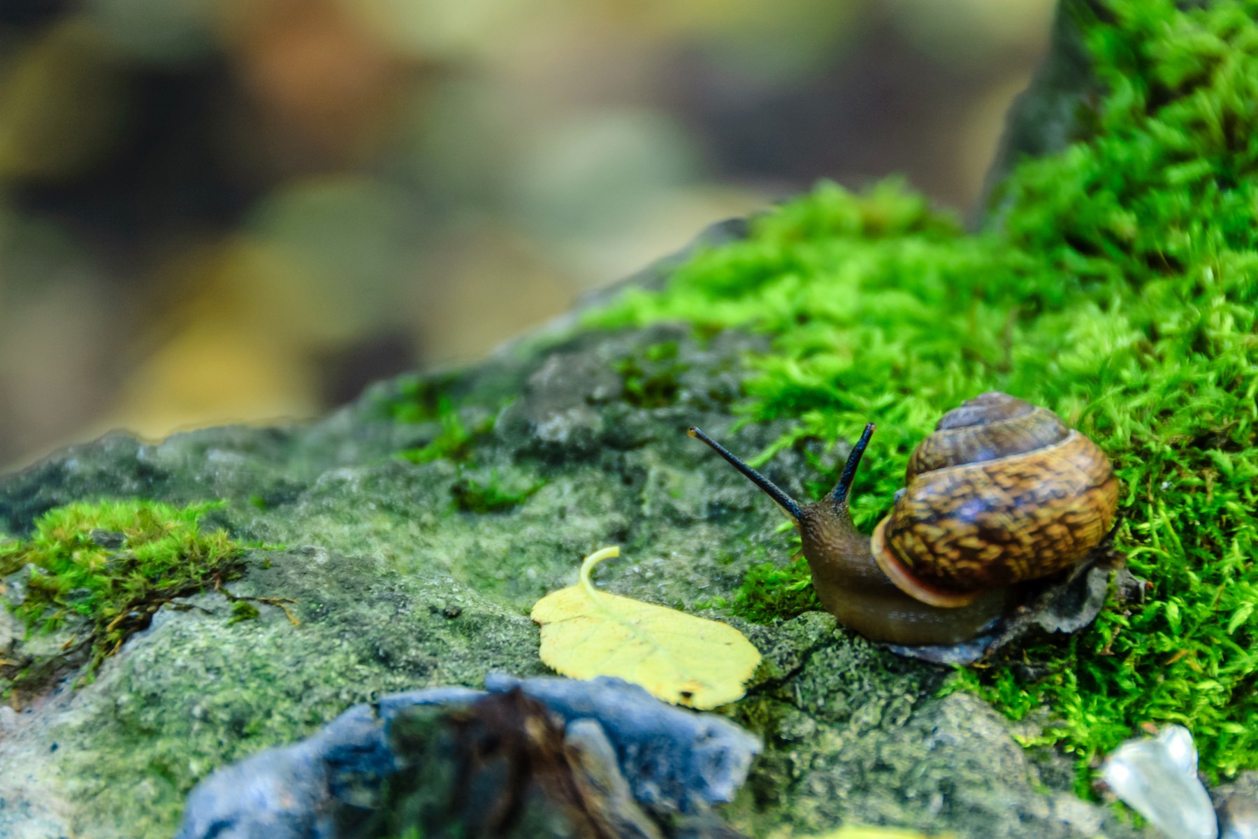 Real snail moving over bright green moss and stone