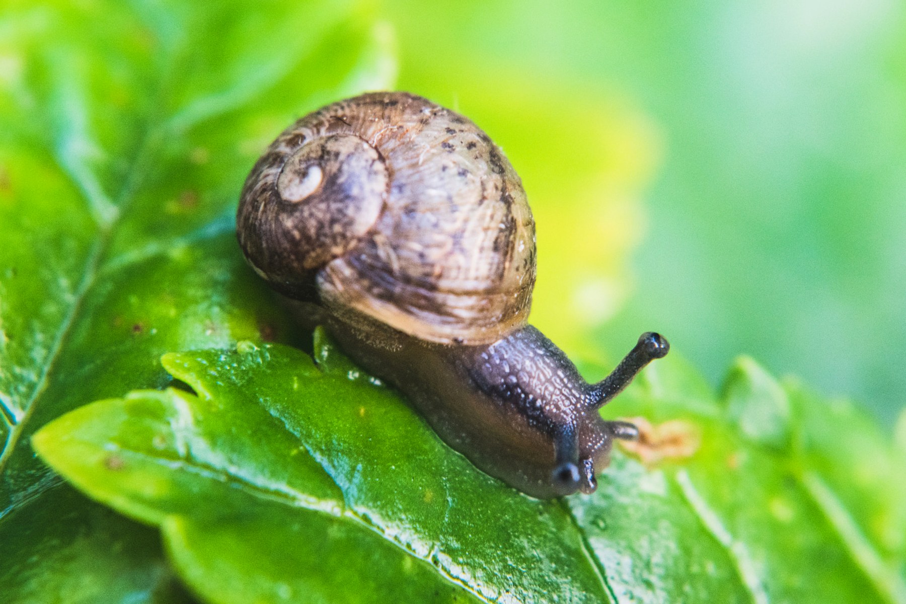 Real close-up snail on a rainy green leaf postcard preview